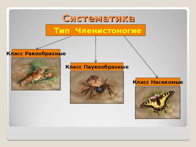 Ядовитая членистоногая. Ядовитые Членистоногие. Членистоногие презентация. Систематика членистоногих. Систематика типа Членистоногие.