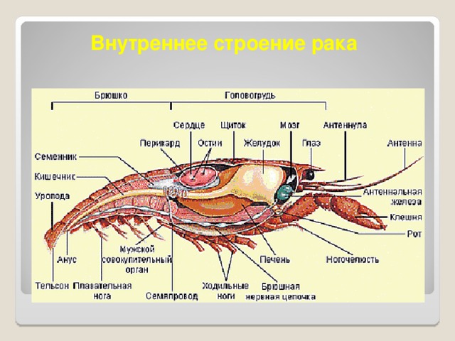 Внутреннее строение рака 13