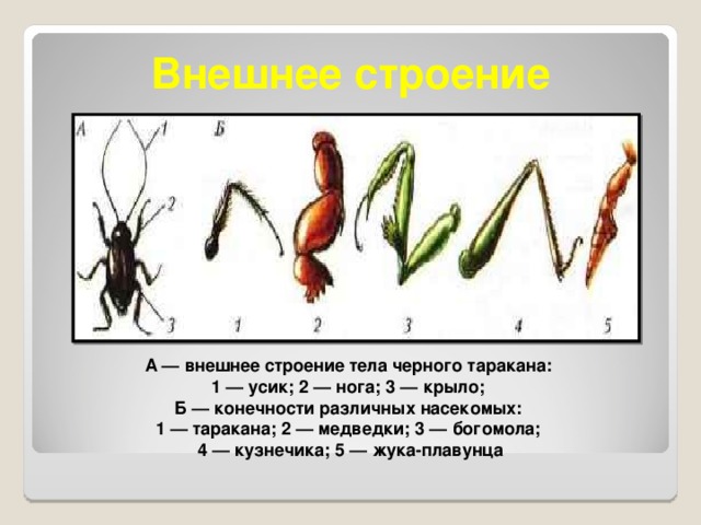 Внешнее строение А — внешнее строение тела черного таракана: 1 — усик; 2 — нога; 3 — крыло; Б — конечности различных насекомых: 1 — таракана; 2 — медведки; 3 — богомола; 4 — кузнечика; 5 — жука-плавунца