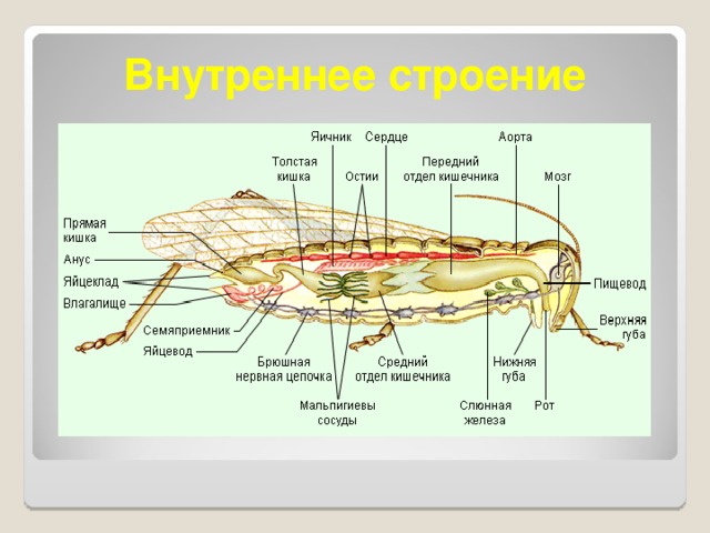 Внутреннее строение