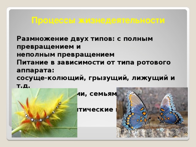 Процессы жизнедеятельности Размножение двух типов: с полным превращением и неполным превращением Питание в зависимости от типа ротового аппарата: сосуще-колющий, грызущий, лижущий и т.д. Живут колониями, семьями, парами и одиночно. Имеются паразитические виды.