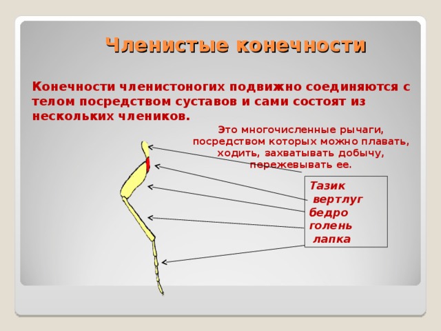 Состоят из члеников