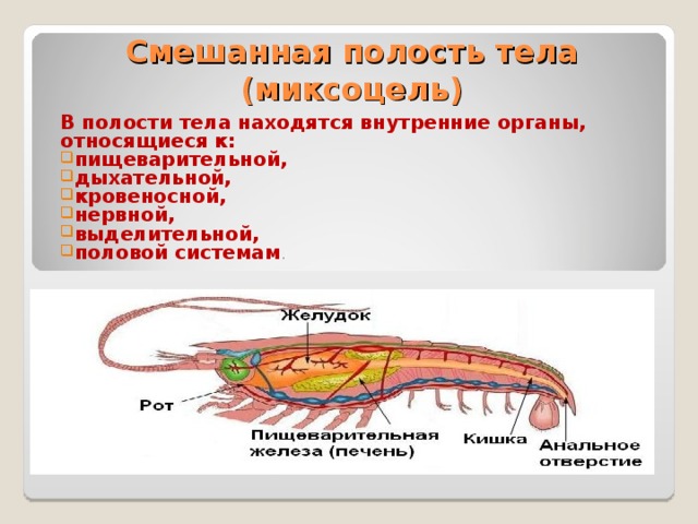 Смешанная полость тела  (миксоцель) В полости тела находятся внутренние органы, относящиеся к: