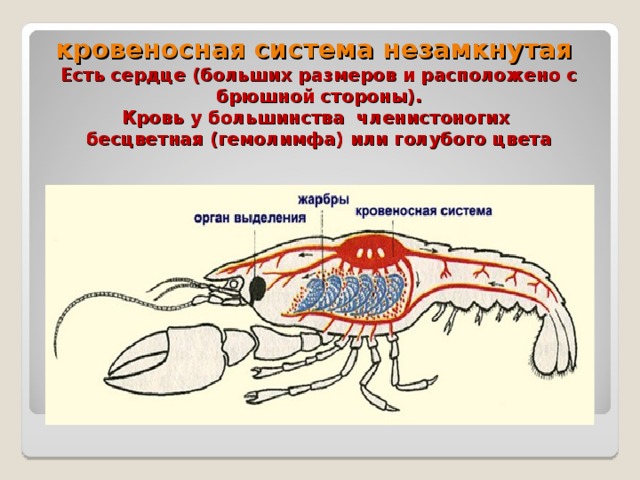 кровеносная система незамкнутая  Есть сердце (больших размеров и расположено с брюшной стороны).  Кровь у большинства членистоногих  бесцветная (гемолимфа) или голубого цвета