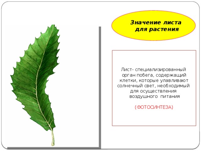 Значение листа  для растения Лист- специализированный орган побега, содержащий клетки, которые улавливают солнечный свет, необходимый для осуществления  воздушного питания (ФОТОСИНТЕЗА)