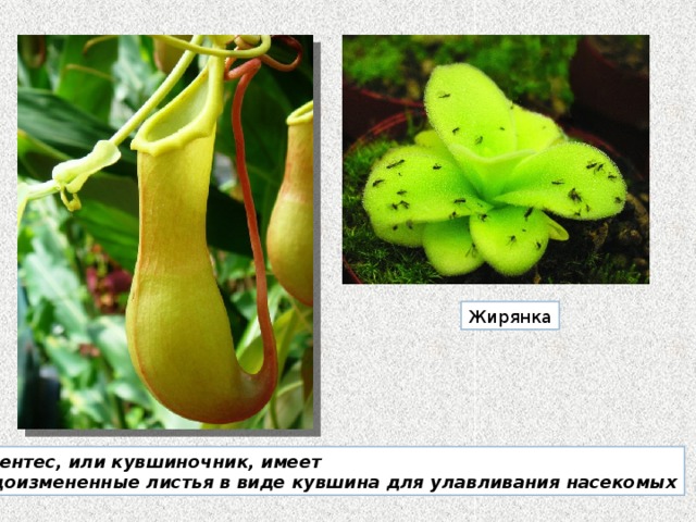 Жирянка Непентес, или кувшиночник, имеет  видоизмененные листья в виде кувшина для улавливания насекомых