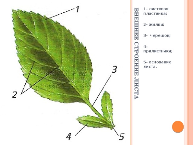 Внешнее строение листа 1- листовая пластинка;  2- жилки;  3- черешок;  4- прилистники;  5- основание листа.