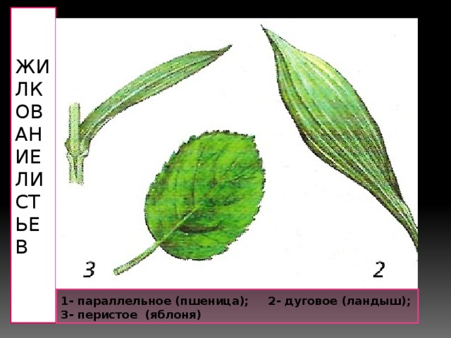 Жилкование листьев 1- параллельное (пшеница); 2- дуговое (ландыш); 3- перистое (яблоня)