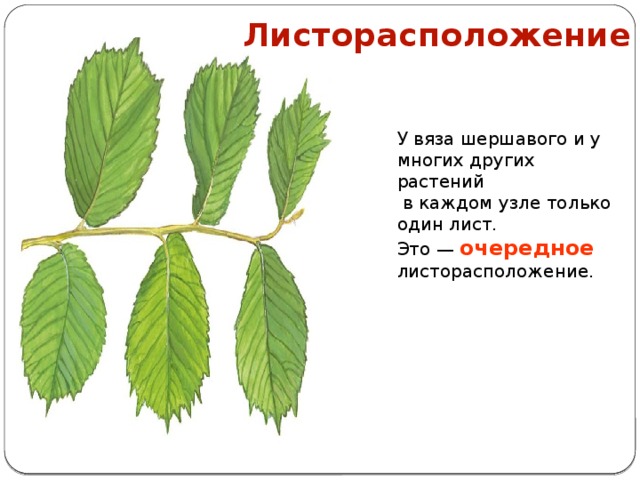 Листорасположение У вяза шершавого и у многих других растений  в каждом узле только один лист. Это — очередное листорасположение.