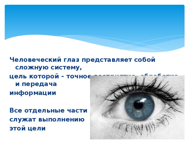 Человеческий глаз представляет собой сложную систему, цель которой – точное восприятие, обработка и передача информации  Все отдельные части глаза служат выполнению этой цели