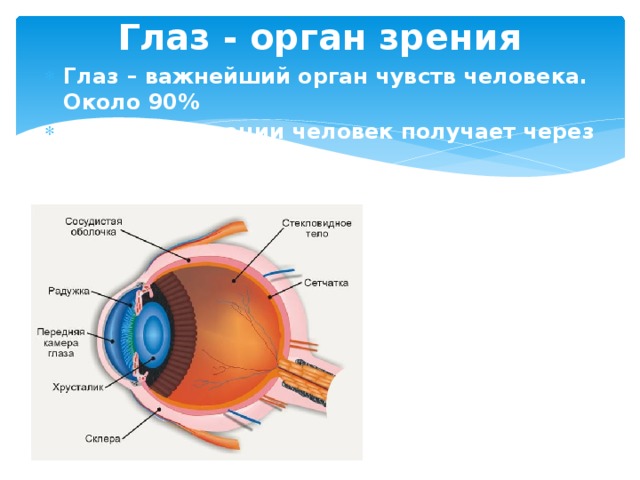 Глаз - орган зрения Глаз – важнейший орган чувств человека. Около 90% всей информации человек получает через орган зрения  Строение глаза: