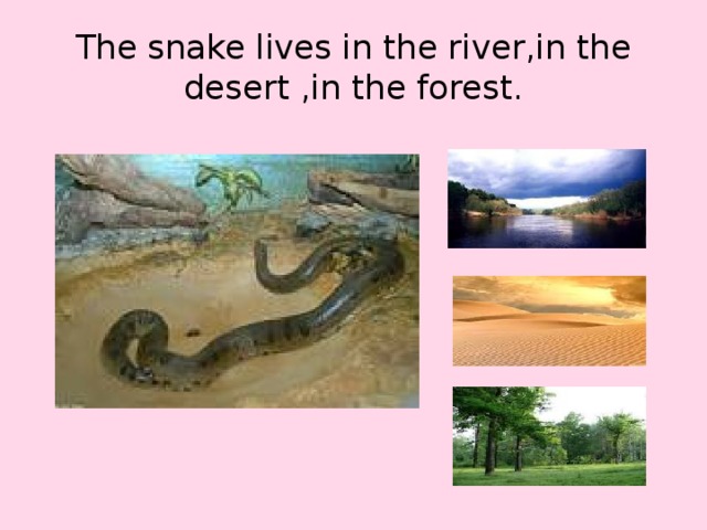 The snake lives in the river,in the desert ,in the forest.