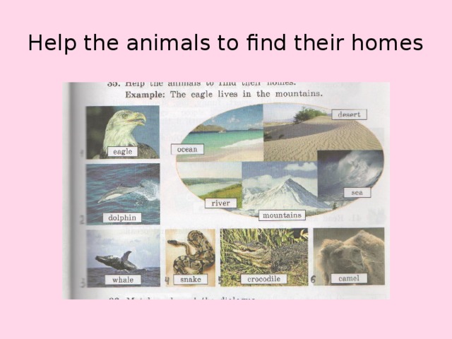 Help the animals to find their homes