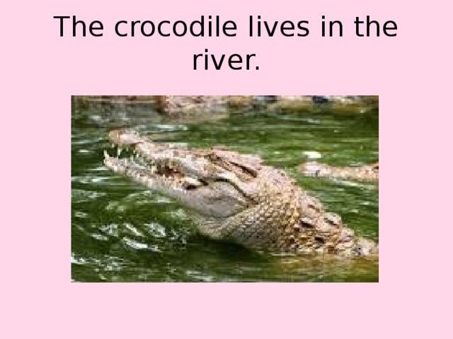 The crocodile lives in the river.