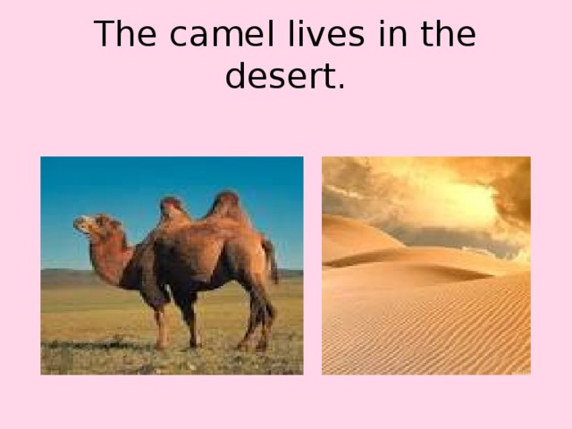 The camel lives in the desert.