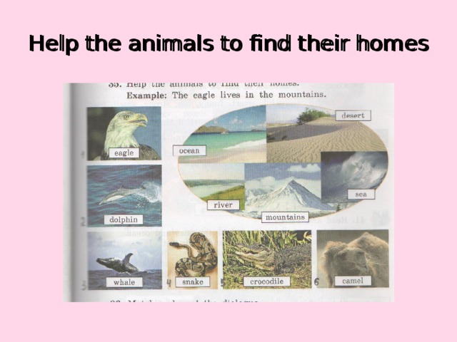 Help the animals to find their homes Help the animals to find their homes