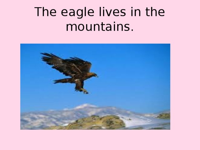 The eagle lives in the mountains.