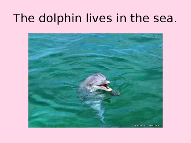 The dolphin lives in the sea.