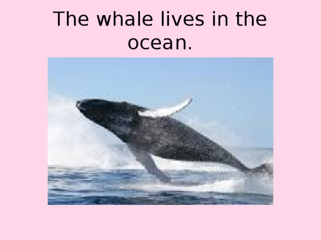 The whale lives in the ocean.