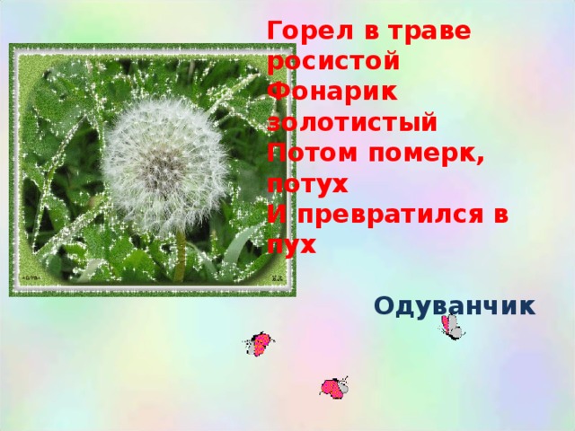 Горел в траве росистой Фонарик золотистый Потом померк, потух И превратился в пух  Одуванчик