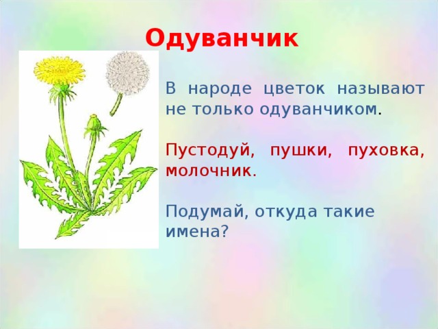 Слова букв одуванчик. Одуванчик почему так называется. Одуванчик коротко. Загадка про одуванчик для детей. Загадка про одуванчик для дошкольников.