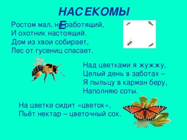 НАСЕКОМЫЕ Ростом мал, но работящий, И охотник настоящий. Дом из хвои собирает, Лес от гусениц спасает. Над цветками я жужжу, Целый день в заботах – Я пыльцу в карман беру, Наполняю соты. На цветке сидит «цветок», Пьёт нектар – цветочный сок.