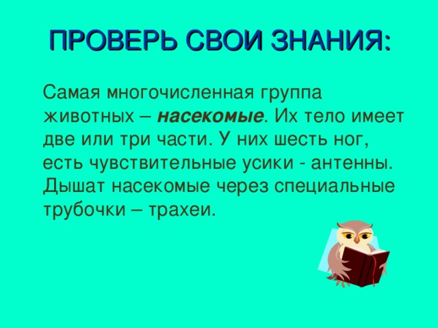 ПРОВЕРЬ СВОИ ЗНАНИЯ:  Самая многочисленная группа животных – насекомые . Их тело имеет две или три части. У них шесть ног, есть чувствительные усики - антенны. Дышат насекомые через специальные трубочки – трахеи.