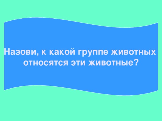 Назови, к какой группе животных относятся эти животные?