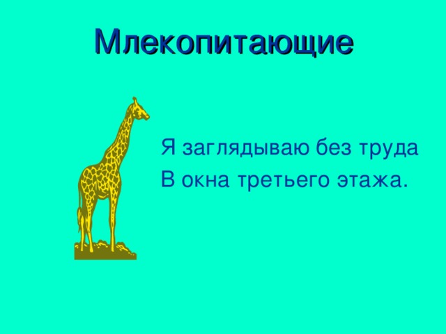 Млекопитающие Я заглядываю без труда В окна третьего этажа.