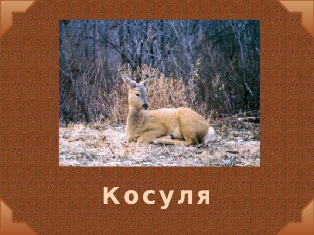 Косуля