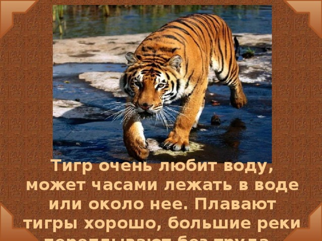 Тигр очень любит воду, может часами лежать в воде или около нее. Плавают тигры хорошо, большие реки переплывают без труда.