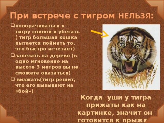 Что за лев этот тигр откуда фраза