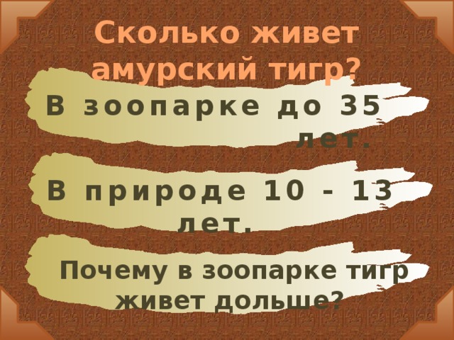 Сколько живет амурский тигр? В зоопарке до 35 лет. В природе 10 - 13 лет. Почему в зоопарке тигр живет дольше?