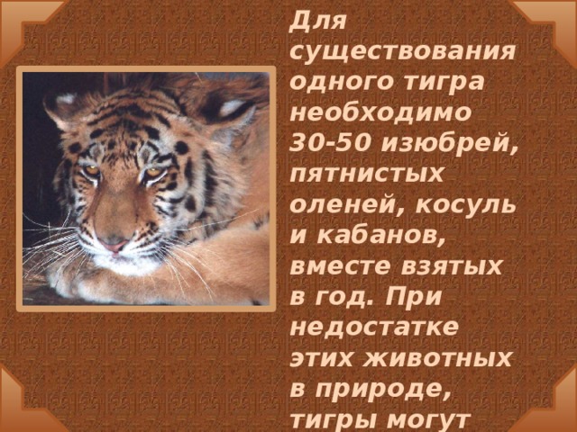 Для существования одного тигра необходимо 30-50 изюбрей, пятнистых оленей, косуль и кабанов, вместе взятых в год. При недостатке этих животных в природе, тигры могут нападать на домашний скот и собак.