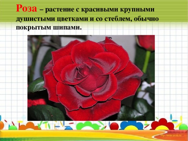 Роза – растение с красивыми крупными душистыми цветками и со стеблем, обычно покрытым шипами.