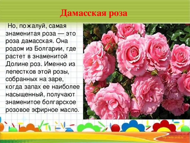 Дамасская роза    Но, пожалуй, самая знаменитая роза — это роза дамасская. Она родом из Болгарии, где растет в знаменитой Долине роз. Именно из лепестков этой розы, собранных на заре, когда запах ее наиболее насыщенный, получают знаменитое болгарское розовое эфирное масло.  