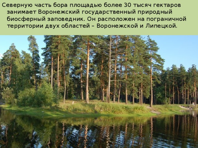 Северную часть бора площадью более 30 тысяч гектаров занимает Воронежский государственный природный биосферный заповедник. Он расположен на пограничной территории двух областей – Воронежской и Липецкой.