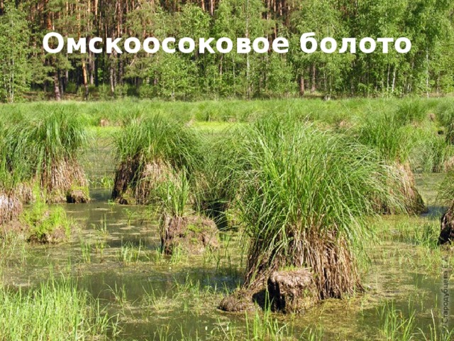 Омскоосоковое болото