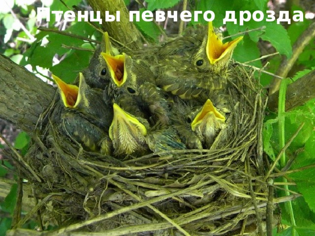 Птенцы певчего дрозда