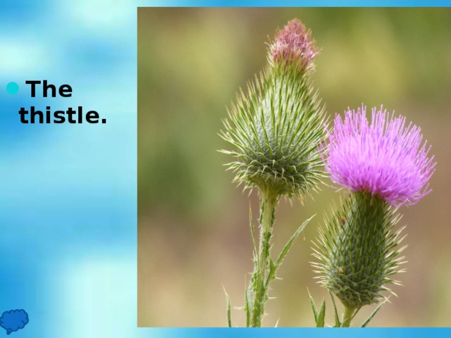 The thistle.