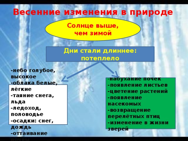 Весенние изменения в природе Солнце выше, чем зимой Дни стали длиннее: потеплело - набухание почек -появление листьев -цветение растений -появление насекомых -возвращение перелётных птиц -изменение в жизни зверей -небо голубое, высокое -облака белые, лёгкие -таяние снега, льда -ледоход, половодье -осадки: снег, дождь -оттаивание почвы