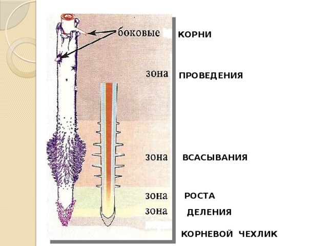 Приложение почему корень лож