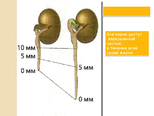 Рост корня Все корни растут  верхушечной частью в течение всей своей жизни