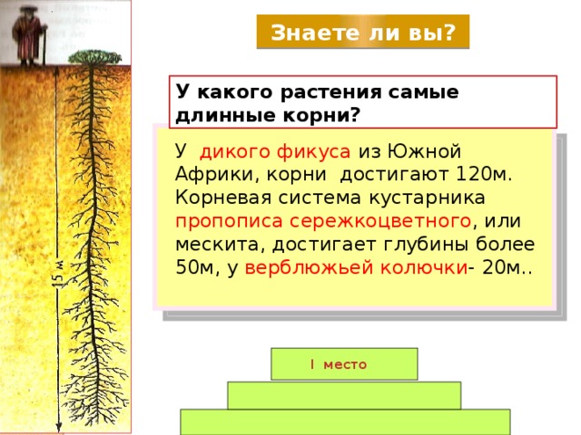 Почему некоторые длинный. Самый длинный корень у растения. Самый длинный корень. Самые длинные корни растений в мире. Самая длинная корневая система.