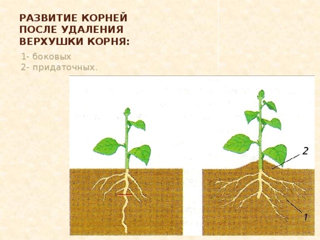 Развитие корней после удаления верхушки корня: 1- боковых 2- придаточных.