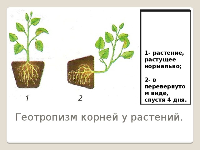 1- растение, растущее нормально;  2- в перевернутом виде, спустя 4 дня.  Геотропизм корней у растений.