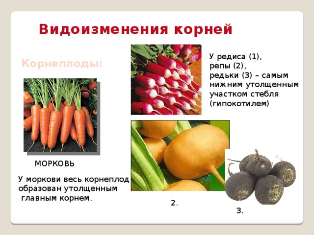 Видоизменения корней У редиса (1), репы (2), редьки (3) – самым нижним утолщенным участком стебля (гипокотилем) Корнеплоды: 1. МОРКОВЬ У моркови весь корнеплод образован утолщенным  главным корнем. 2. 3.