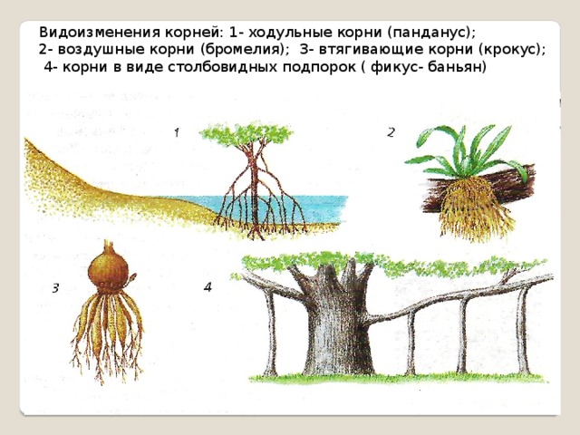Видоизменения корней: 1- ходульные корни (панданус); 2- воздушные корни (бромелия); 3- втягивающие корни (крокус);  4- корни в виде столбовидных подпорок ( фикус- баньян)