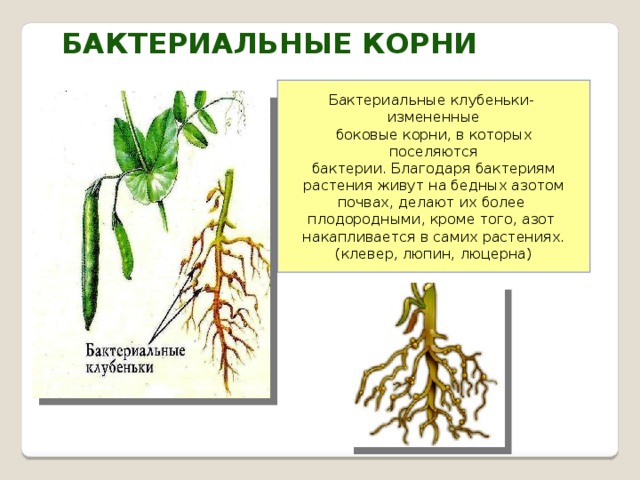 Бактериальные корни Бактериальные клубеньки- измененные  боковые корни, в которых поселяются бактерии. Благодаря бактериям растения живут на бедных азотом почвах, делают их более плодородными, кроме того, азот накапливается в самих растениях. (клевер, люпин, люцерна)