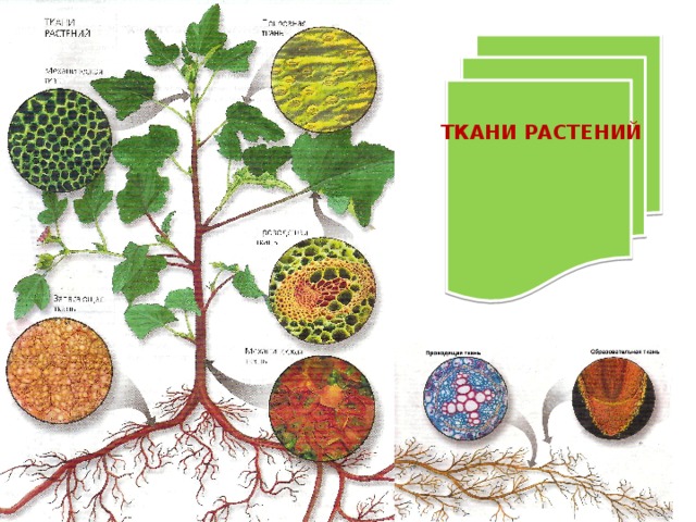 Ткани растений